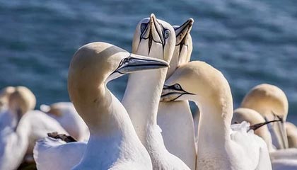 中国U23男足挺进决赛，京沪深蓉穗球迷订影音房热度高涨