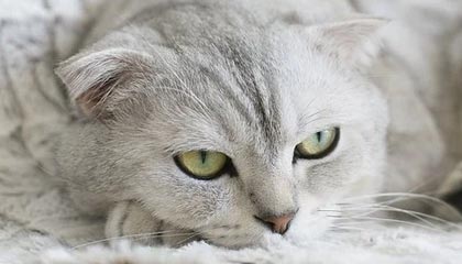 中国U23男足挺进决赛，京沪深蓉穗球迷订影音房热度高涨